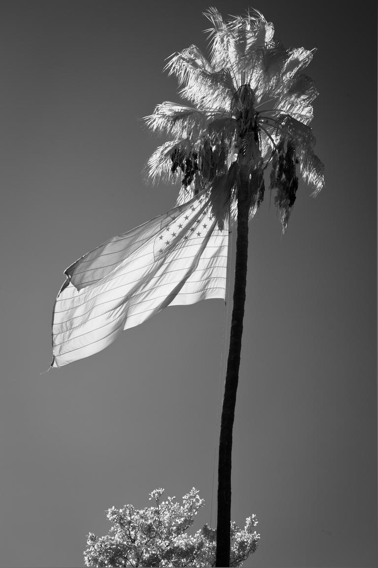 Black and white infrared photo of a flag flown from a tall palm tree