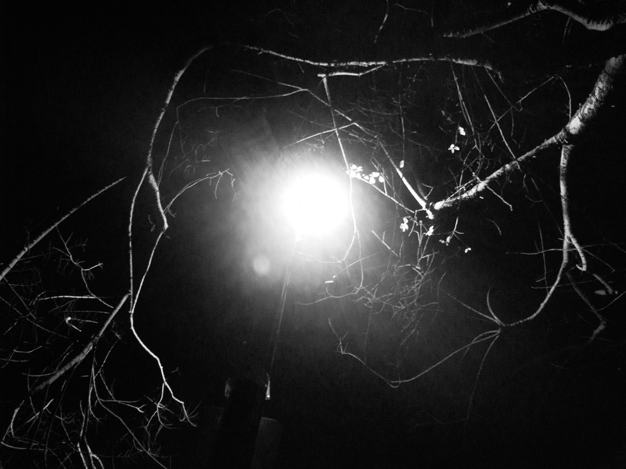 Black and white photo of a streetlight framed by tree branches that seem to be cradling it or grabbing it 