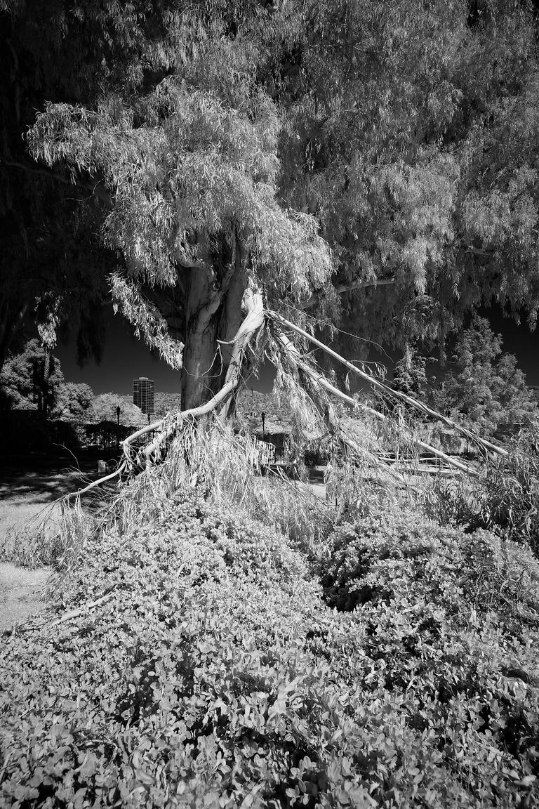 Black and white infrared photograph of a very large tree branch that has been broken off of a huge tree